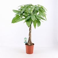 Пахира Твист стем d21 h110 1шт