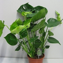 Монстера d21 h85 1шт