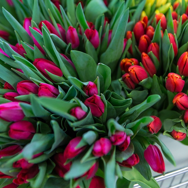 Тюльпан голландский, 30-35 гр, 50 шт/уп