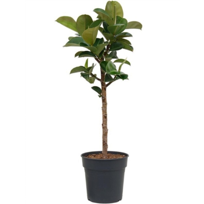 Фикус Клое стэм d21 h95 1шт