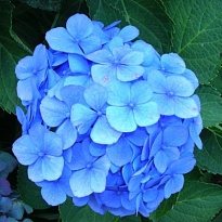 Гортензия Challenge blue дл.80 d20-22 1шт