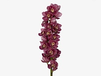 Орхидея Cymbidium Nikita*9 дл.60 1шт