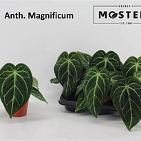 Антуриум Магнификум d12 h35 6шт