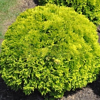 Туя (Thuja) западная Мириам 2л h15-20 1шт