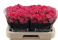 Роза кустовая Lovely Lydia дл.40 10шт