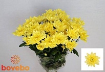 Хризантема кустовая Baltica Yellow (65 гр) 5шт