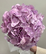 Гортензия Pinkish-purple (К) дл.60 1шт