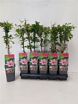 Клематис (Clematis) Хагли Гибрид d14 h60 10шт