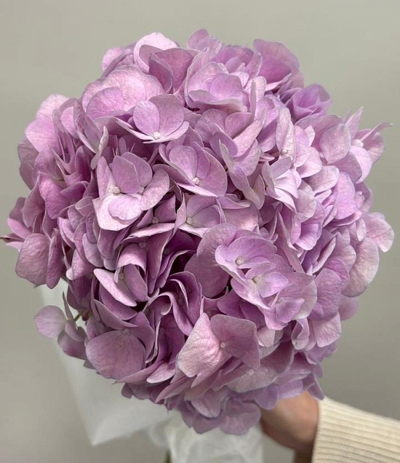 Гортензия Pinkish-purple (К) дл.60 1шт