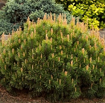 Сосна (Pinus) горная Пумилио 2л h15-20 1шт