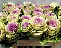 Брасика Condor White 10шт