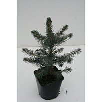 Ель (Picea) колючая Глаука d9 h30 18шт