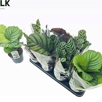 Калатея микс Промо d14 h35 8шт