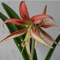 Гипеаструм Mini Tango дл.70 25шт