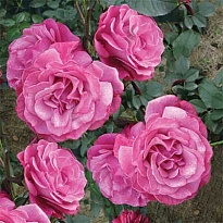 Роза Лилла Вандер чайно-гибридная/Цв.Кор