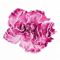 Гвоздика крашен. Elite Flower Broly дл.FANCY 25шт