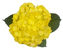 Гортензия Tessa Light Yellow дл.PREMIUM 1шт