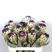 Протея Barbigera Niobe 1шт