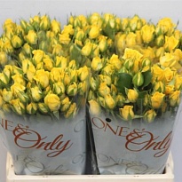 Роза кустовая Mariah дл.40 10шт