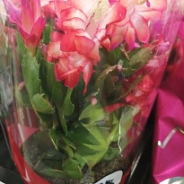 Шлюмбергера Флейм Ред d12 h25 10шт