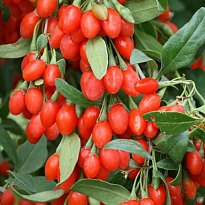 Годжи (Лициум, Дереза обыкн) Корен Биг/Цв.Кор 1шт