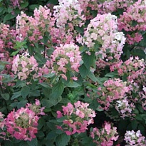 Гортензия (Hydrangea) метельчатая Мэджикал Фаер d9 1шт