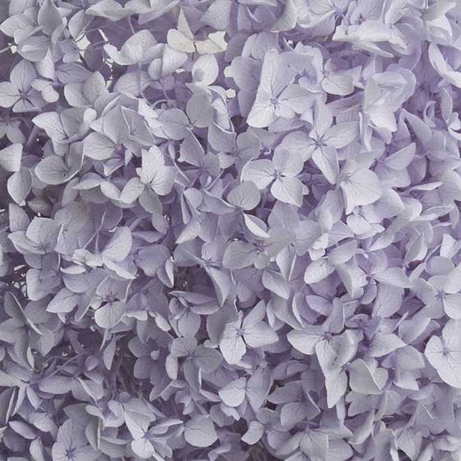 Гортензия стабилизированная 1шт сиреневый светлый