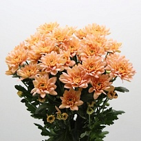 Хризантема кустовая Baltica Salmon 5шт