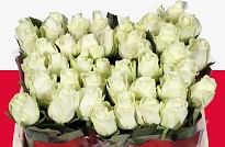 Роза Countdown дл.35 10шт