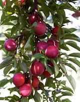 Шарафуга (гибрид) Вельвет Санрайз/С