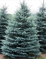 Ель (Picea) колючая Мисти Блю 3л h30-50 (П) 1шт