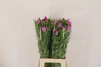 Годеция Lavender 10шт