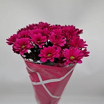 Хризантема кустовая Randall 5шт