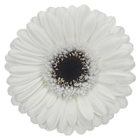 Гербера mini Lido 30шт