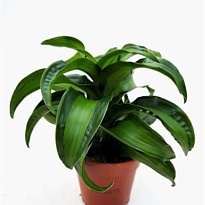 Драцена Блэк Канзи d12 h20 10шт