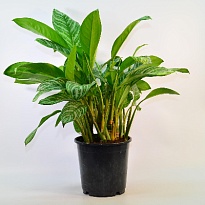 Аглаонема Страйпc d19 h60 1шт