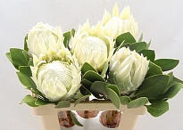 Протея Arctic Ice 1шт