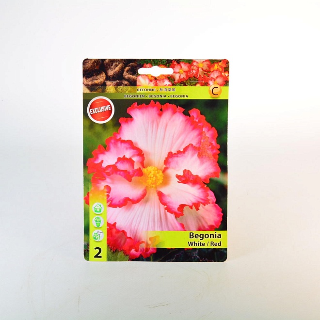 Бегония Криспа Маргината Бело-красная 5/6 2шт*