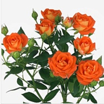 Роза King Bubbles кустовая (Ц) дл.50 10шт/уп