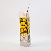 Айва японская (плодовая) /Цв.Кор