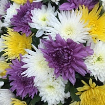 Хризантема одноголовая Mix 10 шт