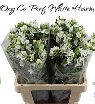 Оксипеталум Perfect White Harmony 5шт