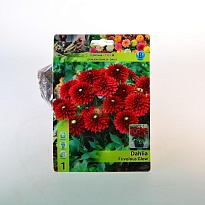 Георгина Фриволоус Глоу борд. 1шт*