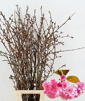 Прунус Serrulata  дл.100 1шт