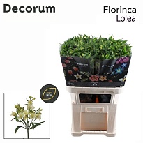 Альстромерия Fl Lolea 10шт