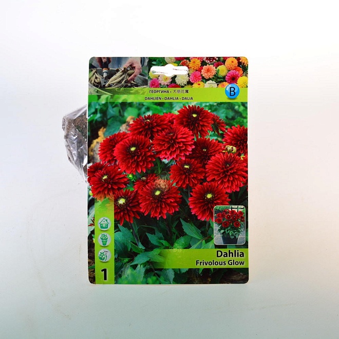 Георгина Фриволоус Глоу борд. 1шт*