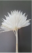 Лист Sun Palm Bleached пучок 1шт