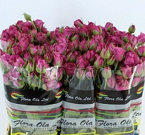 Роза кустовая Fiction дл.60 10шт