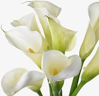 Калла Elite Flower White Flirt дл.SELECT 10шт