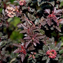 Пузыреплодник (Physocarpus) калинолист. Литтл Девил d11 h30